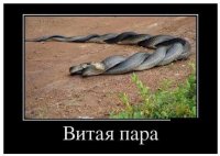 пара.jpg