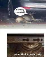 слежу.jpg