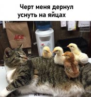 на яйцах.JPG