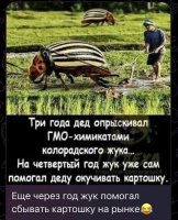 жук.JPG