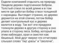 бобёр.jpg