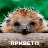 Dmitiy